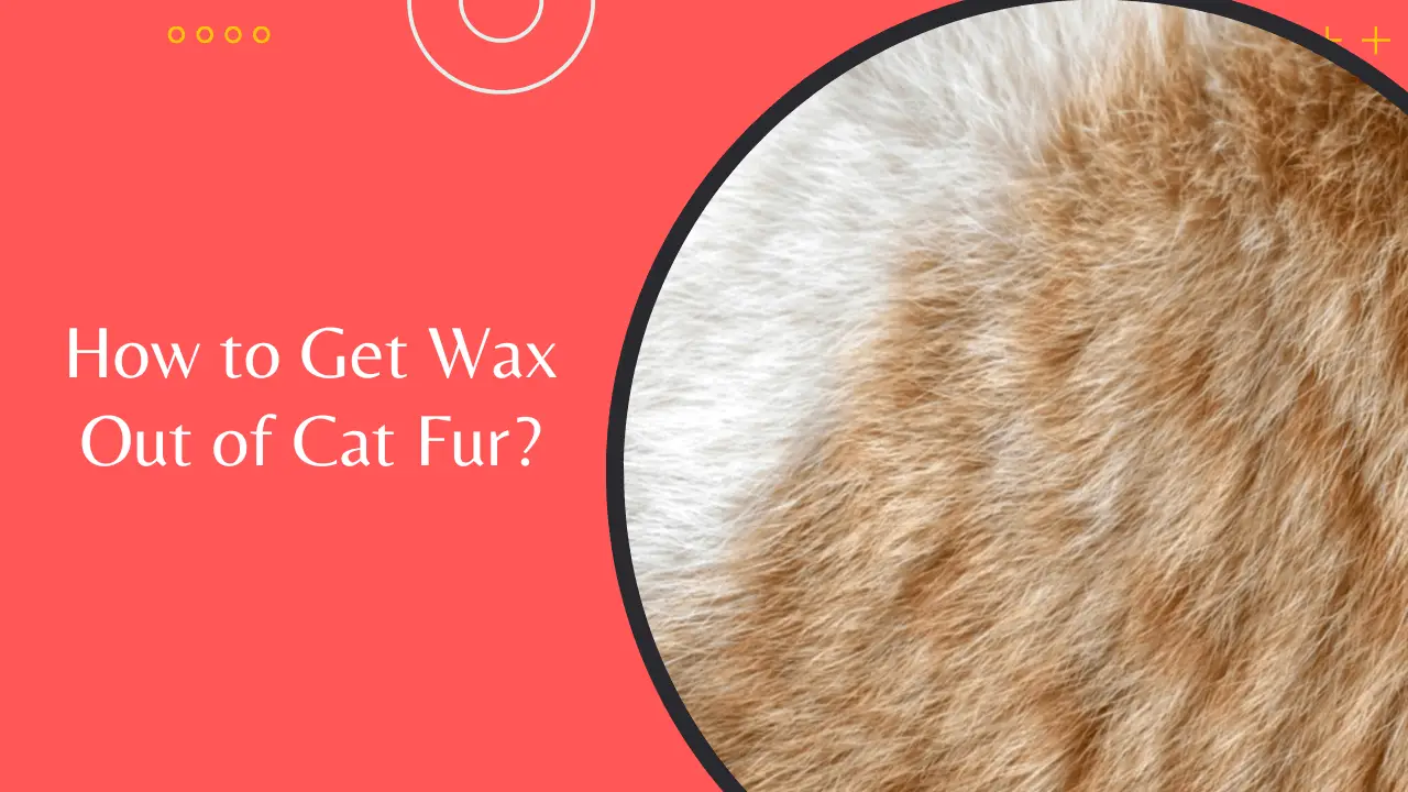 How to Get Wax Out of Cat Fur Thumbnail